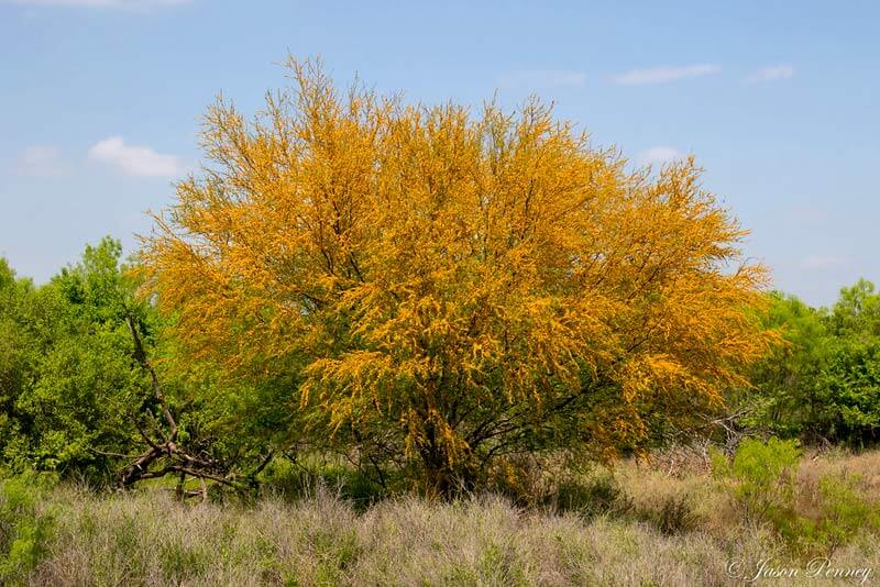 Sweet Acacia