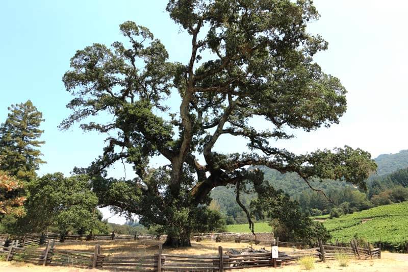 The California White Oak tree