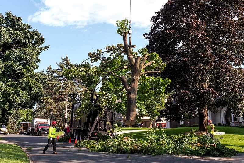 Tree Clean Up Services