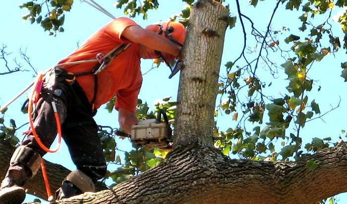 Tree removal permit Canton v2