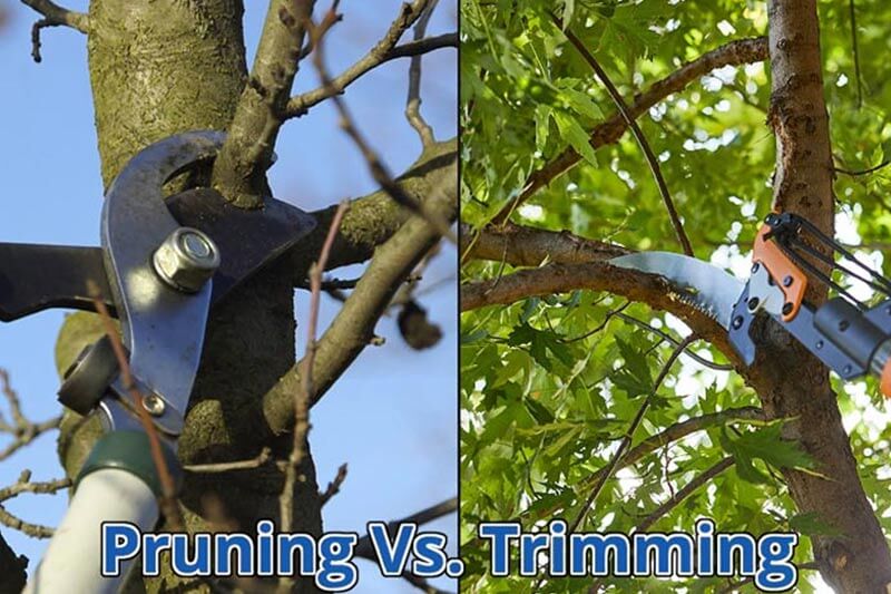 Tree trimming vs pruning