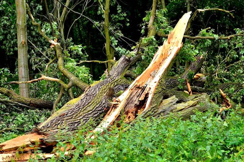 What Happens if a Tree Gets Struck by Lightning