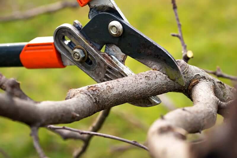 What does it mean to deadwood a tree