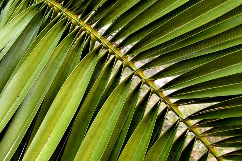 What is a Palm Frond