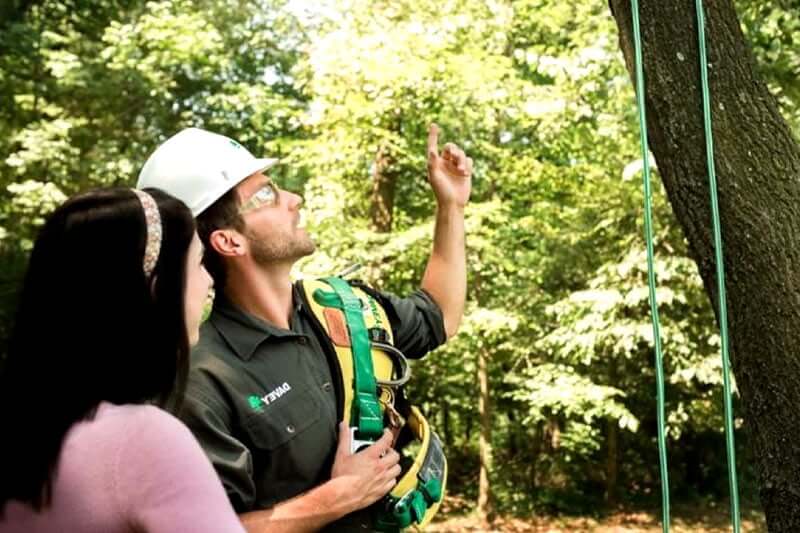 What you should consider when evaluating the insurance of a tree service
