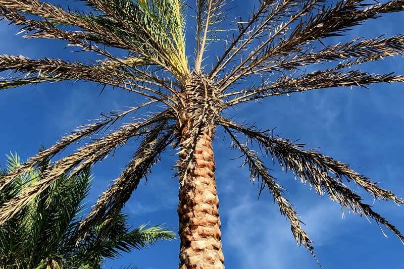 When Should a Palm Tree Be Cut Down