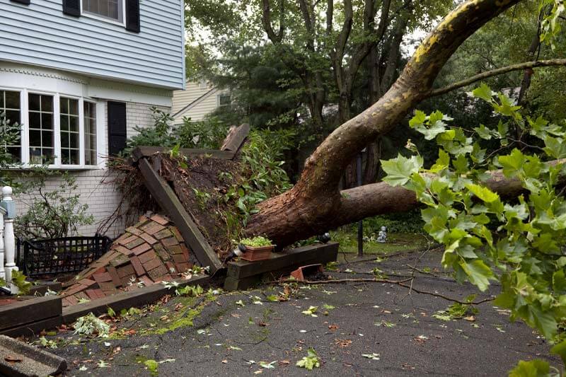 Who To Call for Fallen Tree Removal