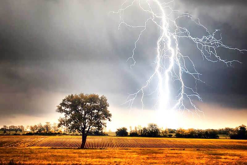 Why do lightning strike trees