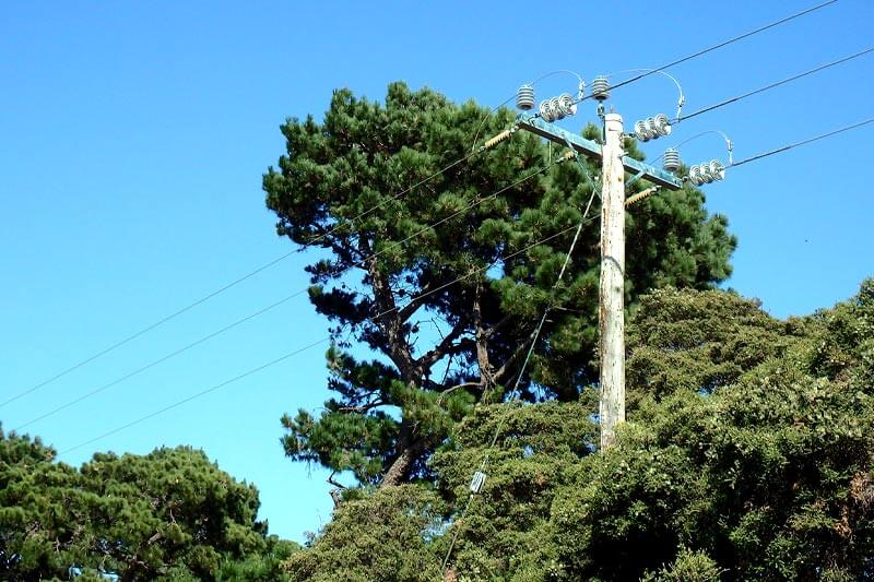 Will Power Companies Trim or Remove Trees