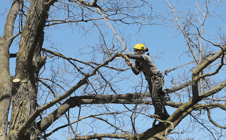 deadwooding an oak tree