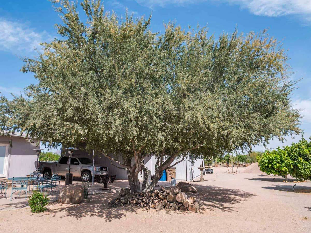 ironwood tree olneya tesota