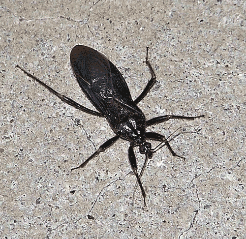 masked hunter bug black