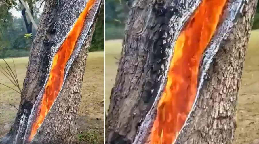 tree struck by lightning on fire