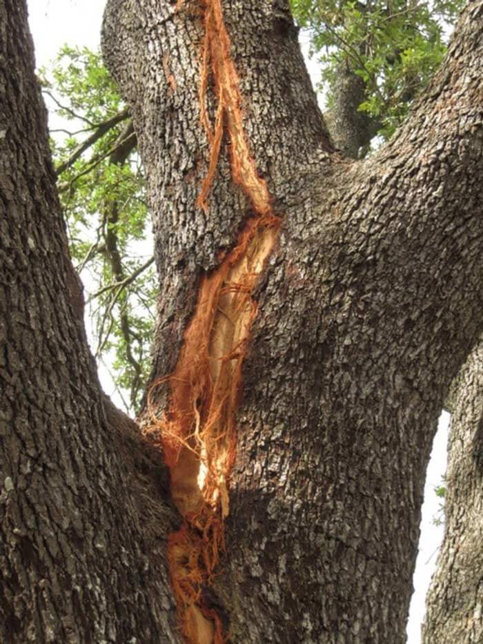 trunk split from lightning strike