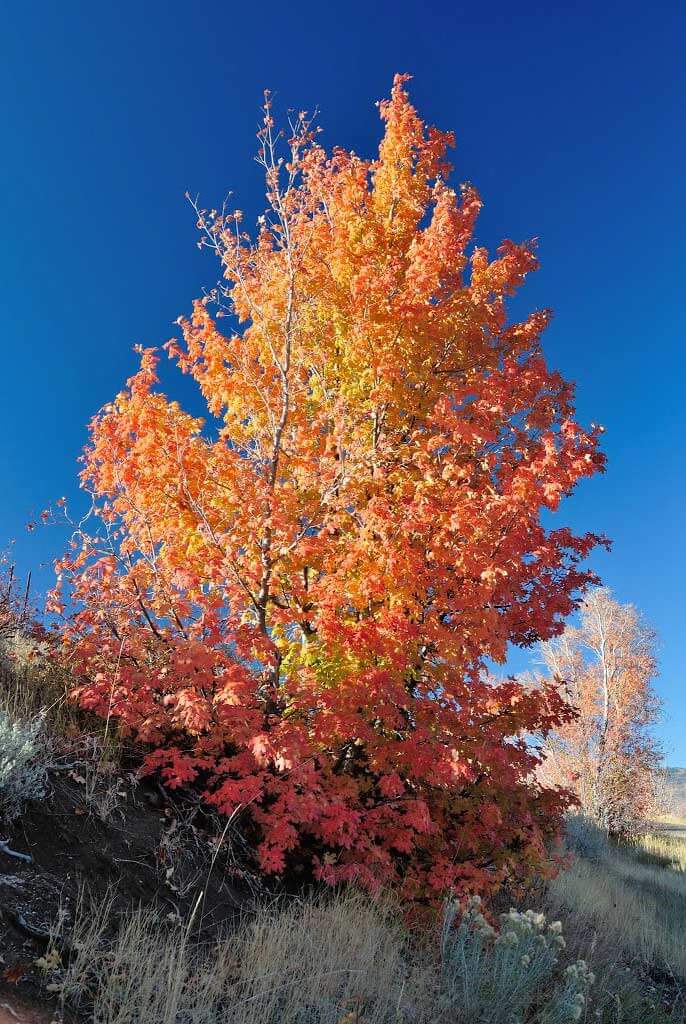 Acer grandidentatum big tooth maple texas