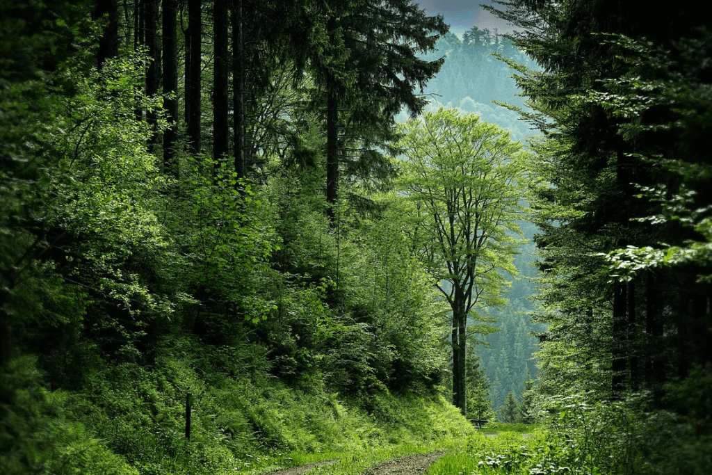 How Much Co2 Do All The Trees Absorb Each Year?