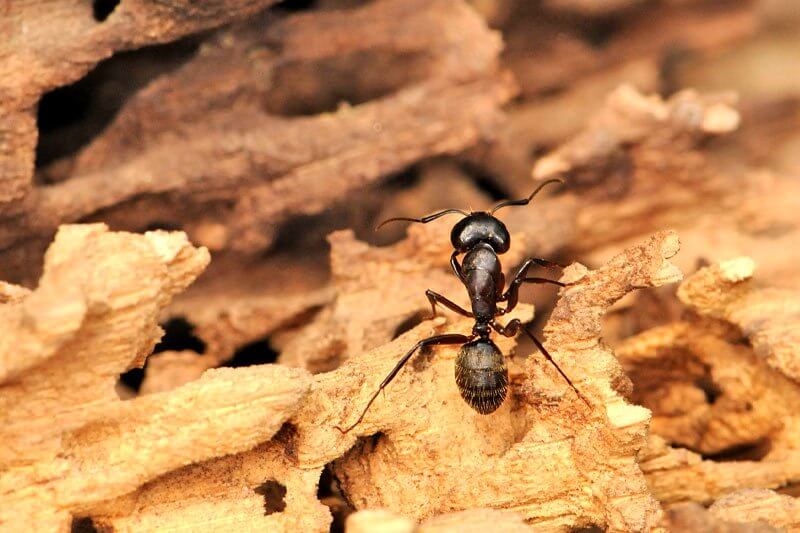 Are there any similarities between termites and carpenter ants