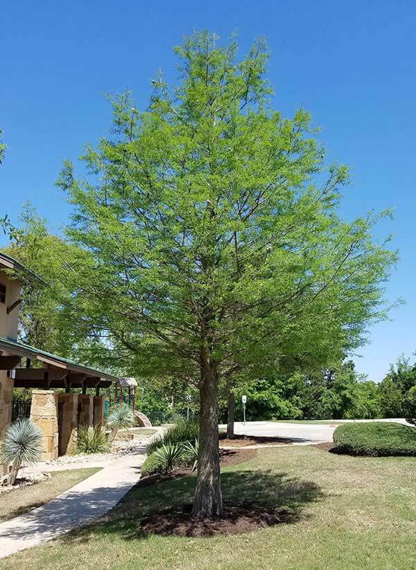 Bald Cypress Taxodium distichum