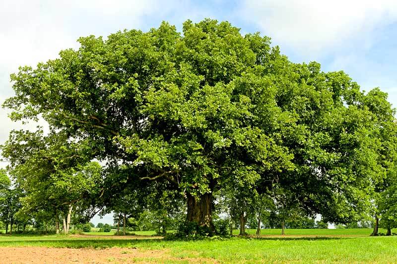 Bur Oak