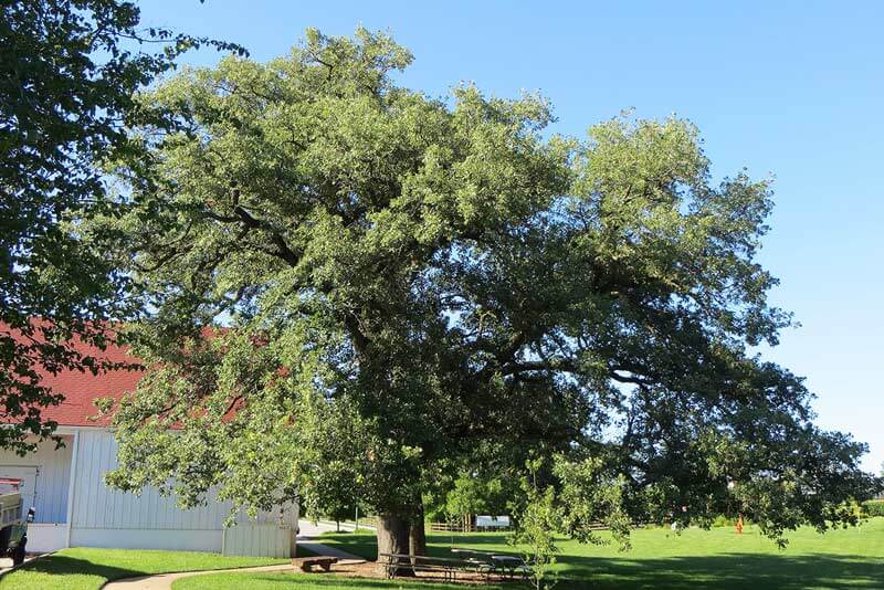 Bur Oak