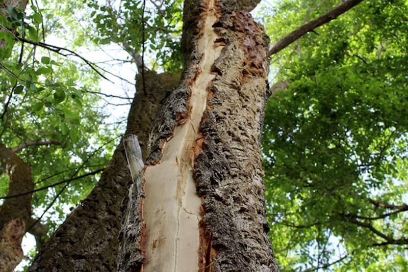 Can a tree live after being struck by lightning