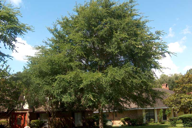 Cedar Elm