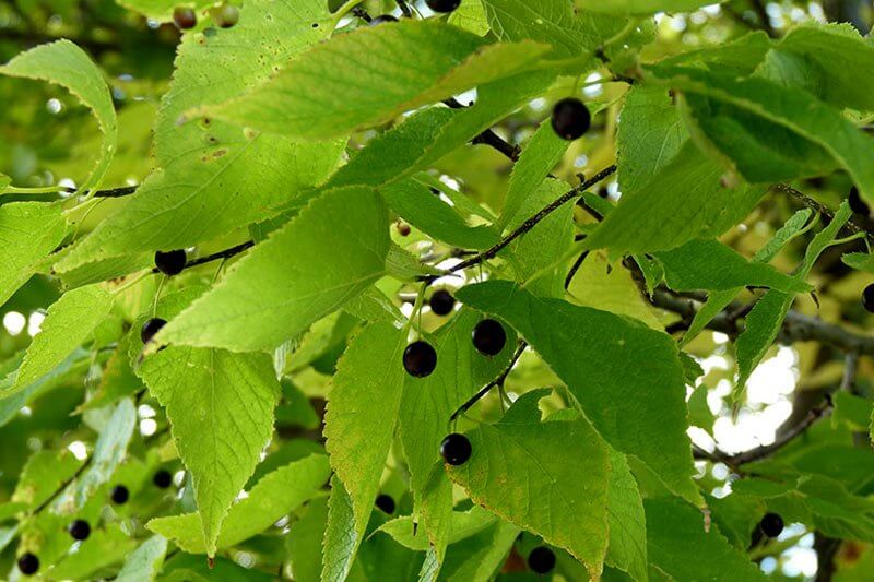 Common Hackberry