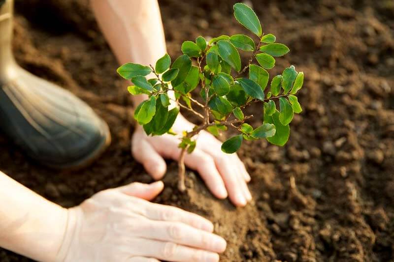 Could Planting Trees Make A Significant Enough Difference To Reduce Global CO2 Levels