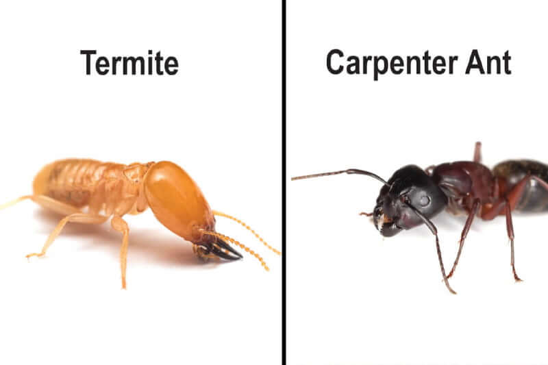Difference Between Carpenter Ants and Termites