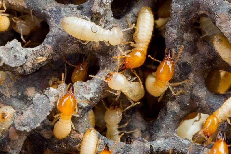 Do termites leave on their own