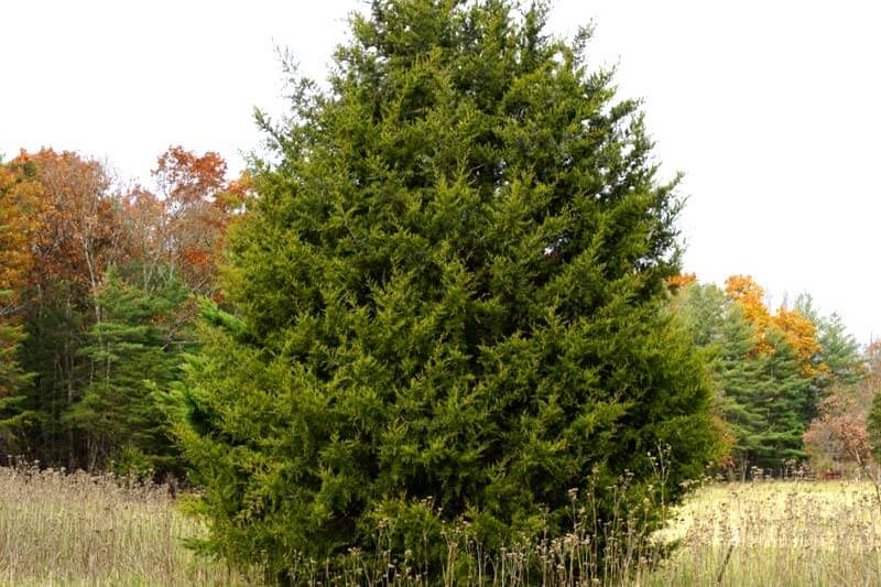 Eastern Red Cedar