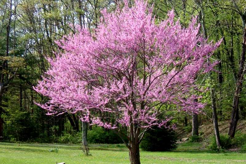 Eastern Redbud (Cercis Canadensis)