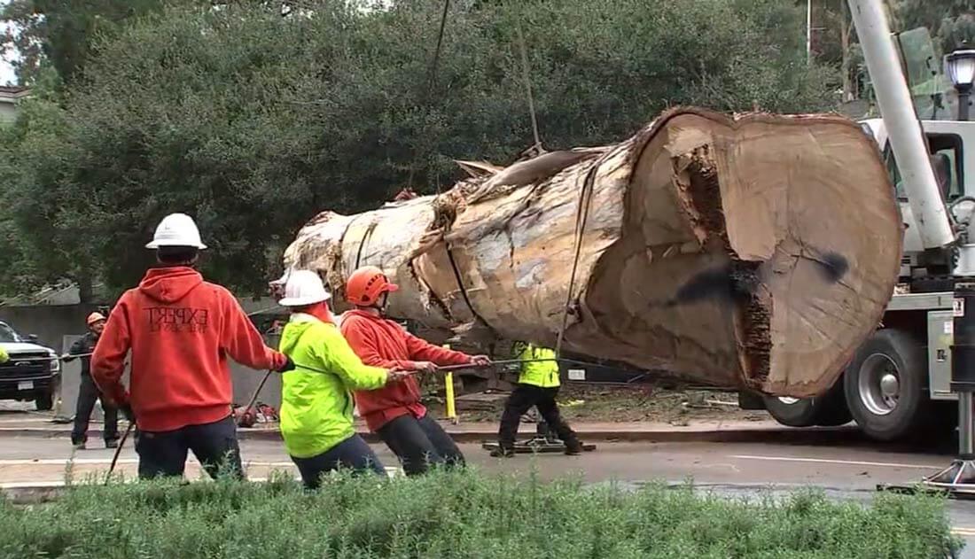 Eucalyptus tree removal