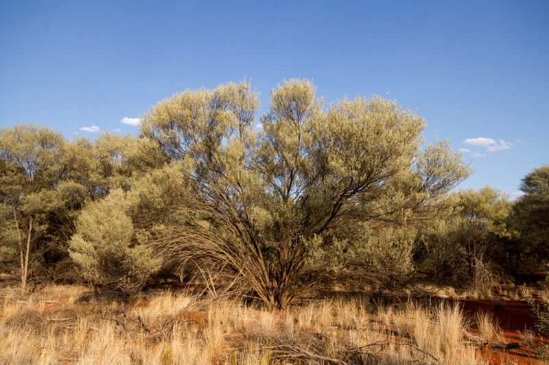 Giant Mulga (Acacia aneura)