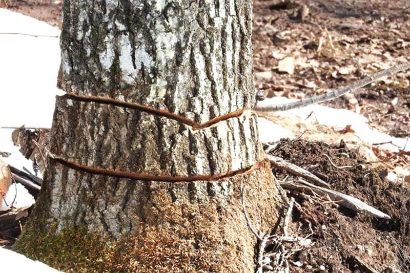 Girdling at Bullens Wood – a management technique to thin trees - Forestry  Commission