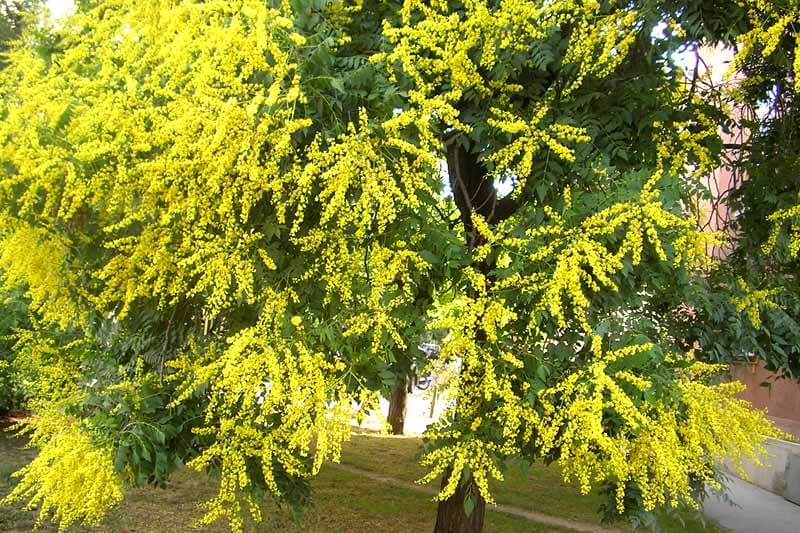 Golden Rain Tree (Koelreuteria Paniculata)