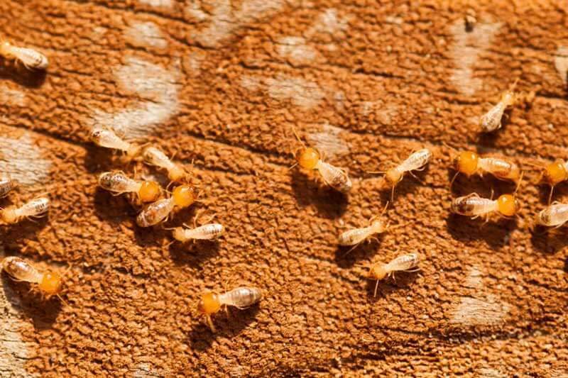 How Fast Do Termites Spread