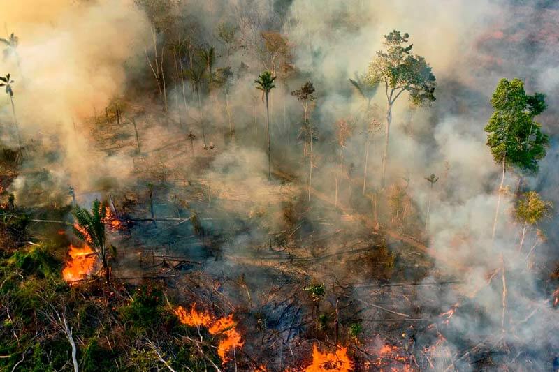 How climate change is affecting Hyperion and the Forest