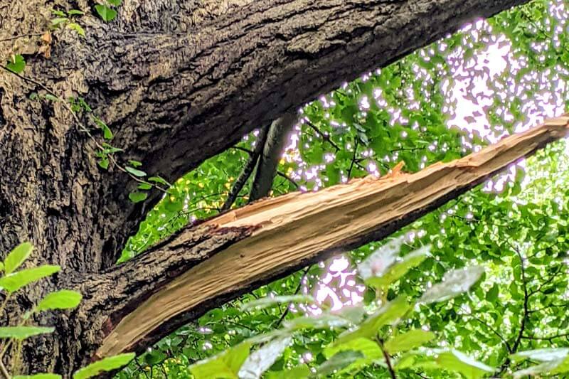 How do you fix a tree struck by lightning