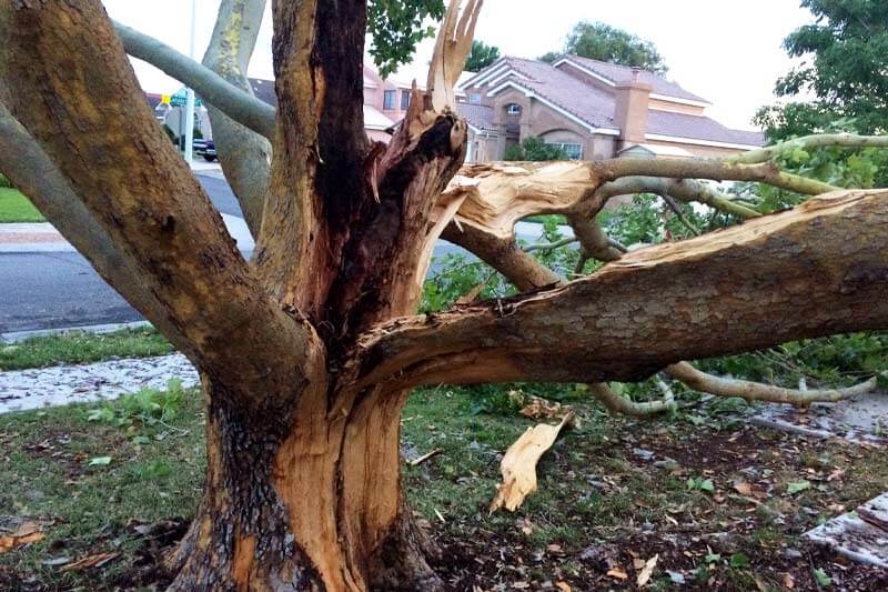 How to tell if a tree was struck by lightning