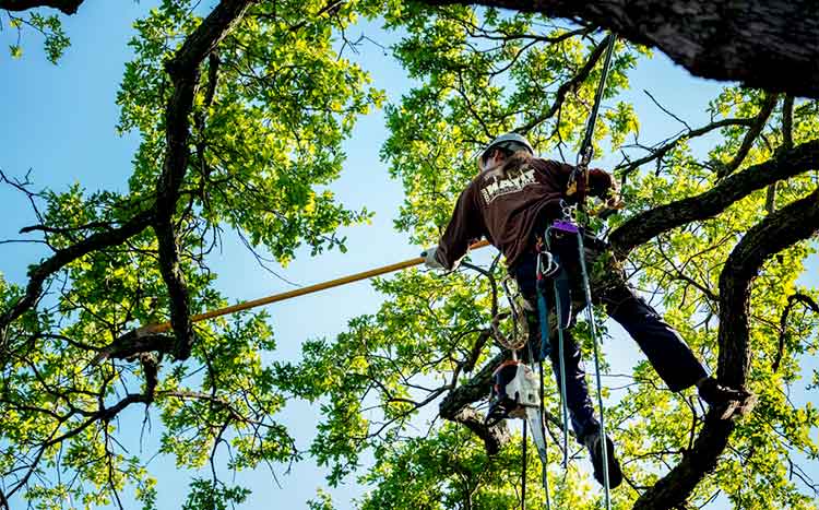 How to trim a tree without killing it