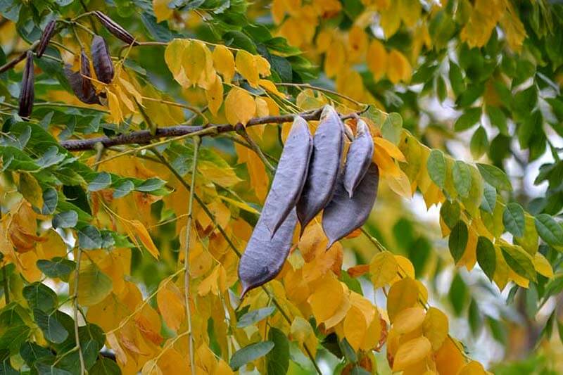 Kentucky Coffeetree (Gymnocladus Dioicus)