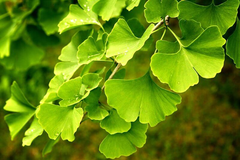 Maidenhair Trees Ginkgos