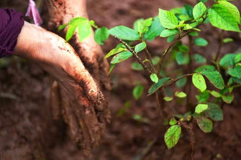 Most Famous One Planting Trees