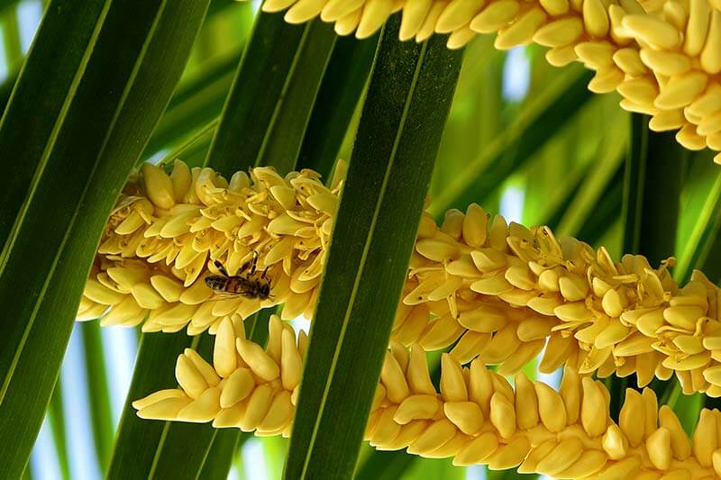 Palm tree flowers