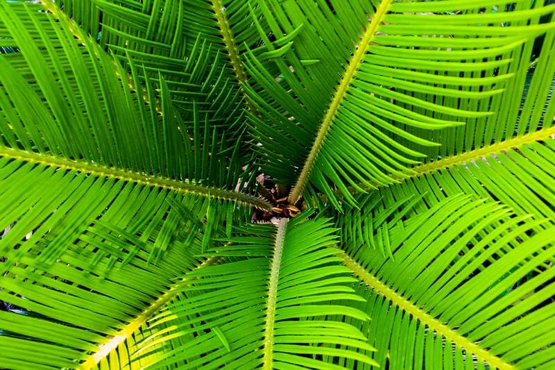 Palm tree leaves