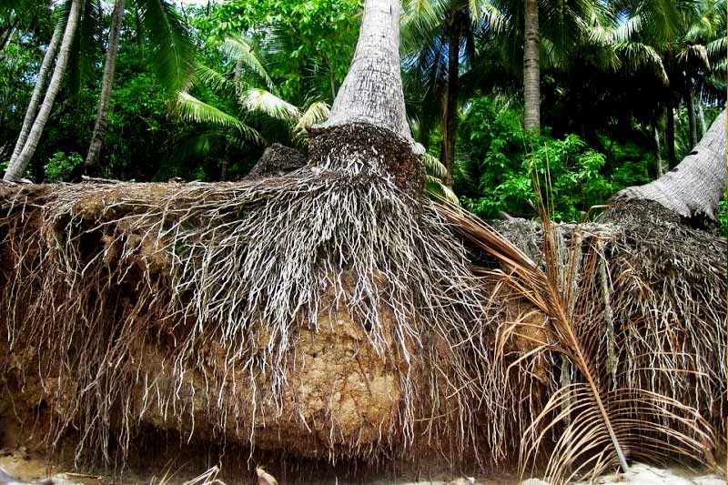 Palm tree roots