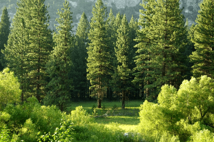 Plants absorb CO2 for photosynthesis