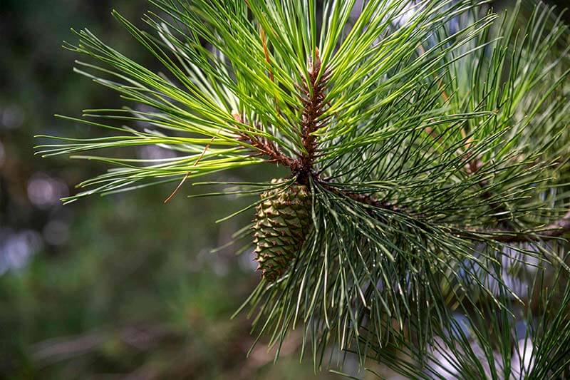 Ponderosa Pine