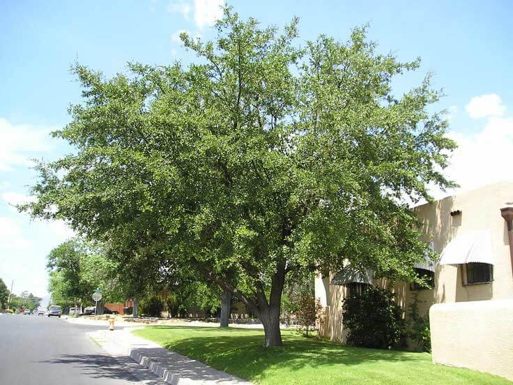 Quercus fusiformis texas live oak